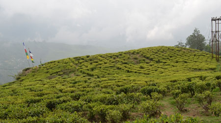 Happy Valley Tea Estate