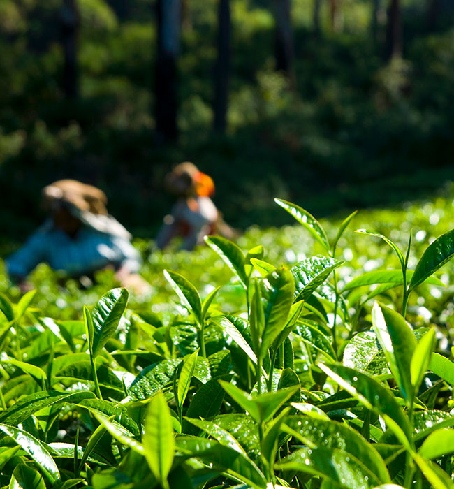 Do and Don't In darjeeling