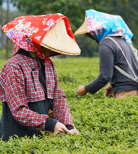 Welcome to Darjeeling